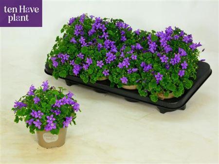 <h4>Camp Por Porto</h4>