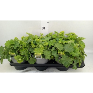 Alchemilla mollis