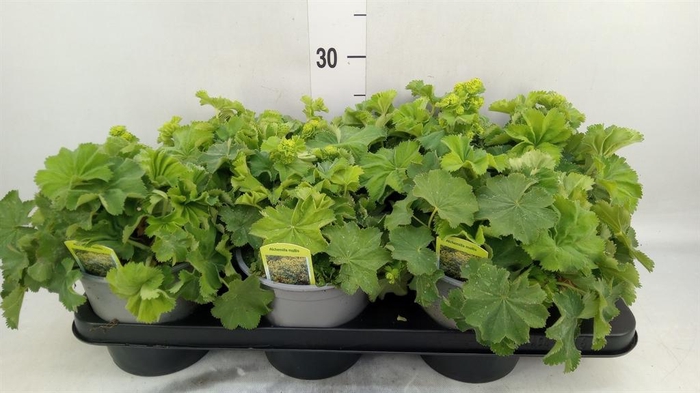<h4>Alchemilla mollis</h4>