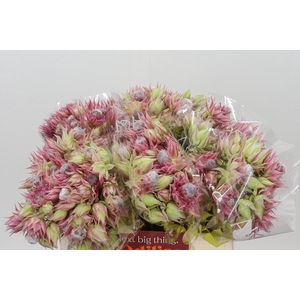Blushing Bride Pink 2/5 Flowers