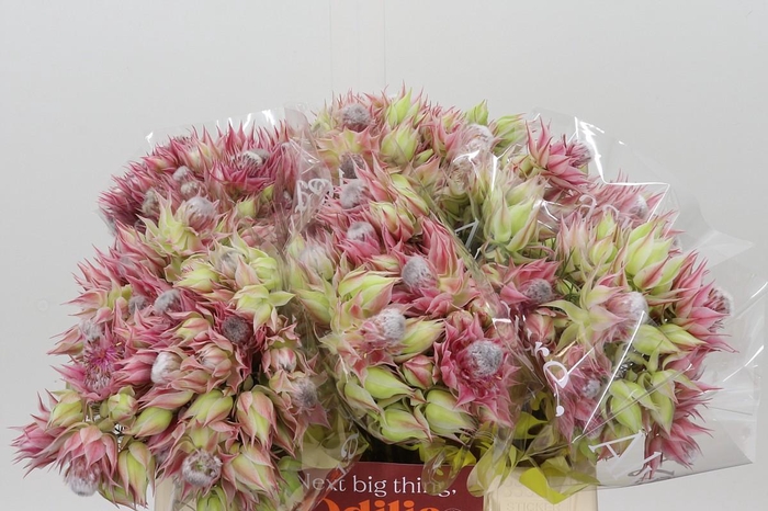 <h4>Blushing Bride Pink 2/5 Flowers</h4>