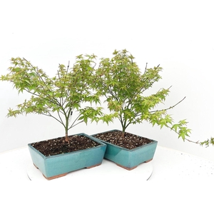 acer palmatum little princess 25cm.