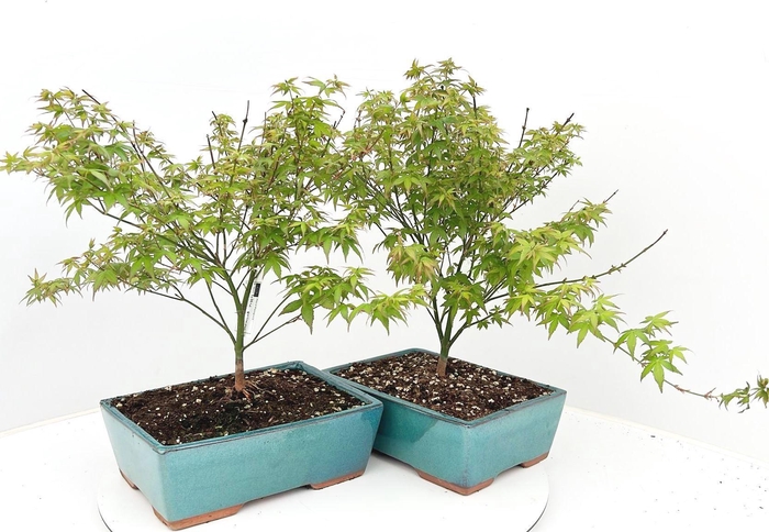 <h4>acer palmatum little princess 25cm.</h4>