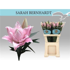 Li Or Du Sara Bernha