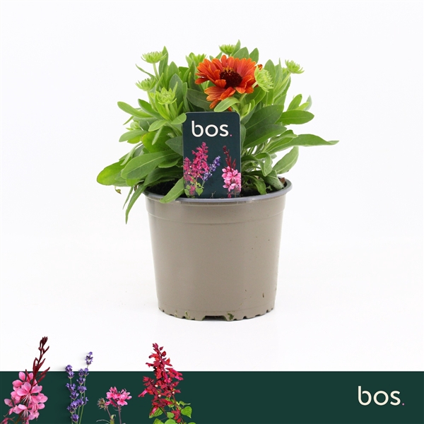 <h4>Gaillardia Aristata, Guapa Red</h4>
