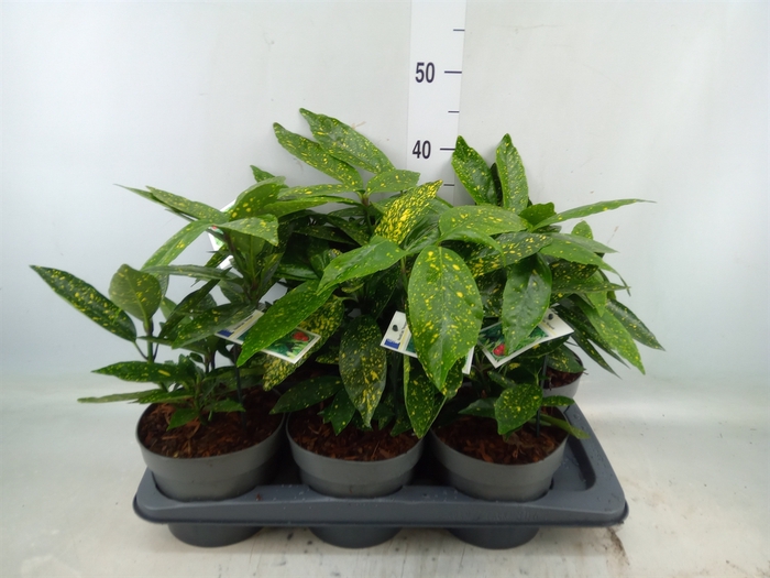 <h4>Aucuba japonica 'Variegata'</h4>