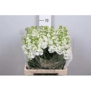 Matth Iron * Premium* White