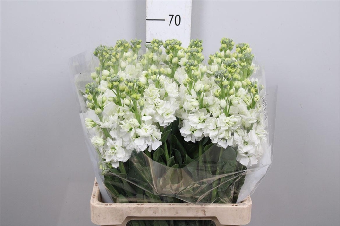 <h4>Matth Iron * Premium* White</h4>