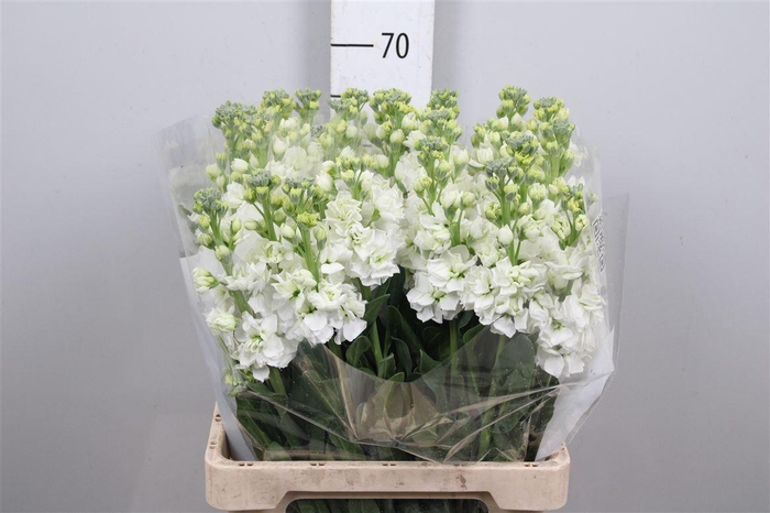 Matth Iron * Premium* White