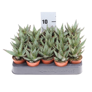Aloe broomii