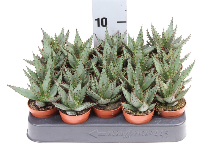 <h4>Aloe broomii</h4>