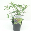 Buddleja Empire Blue