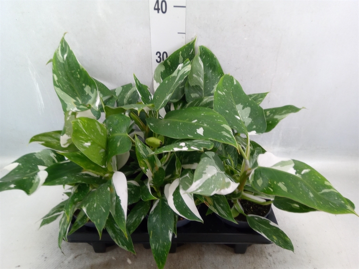 <h4>Philodendron   ...</h4>