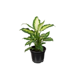 DIEF. CAMILLA P20
