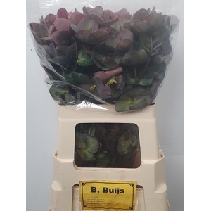 HELL FRK PENNYS PINK