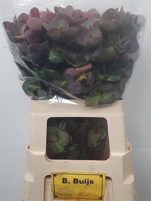 <h4>HELL FRK PENNYS PINK</h4>