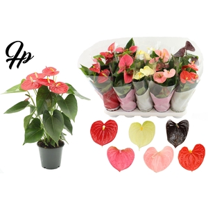 Anthurium 12 cm 6 color Specialty mix in Couture sleeve