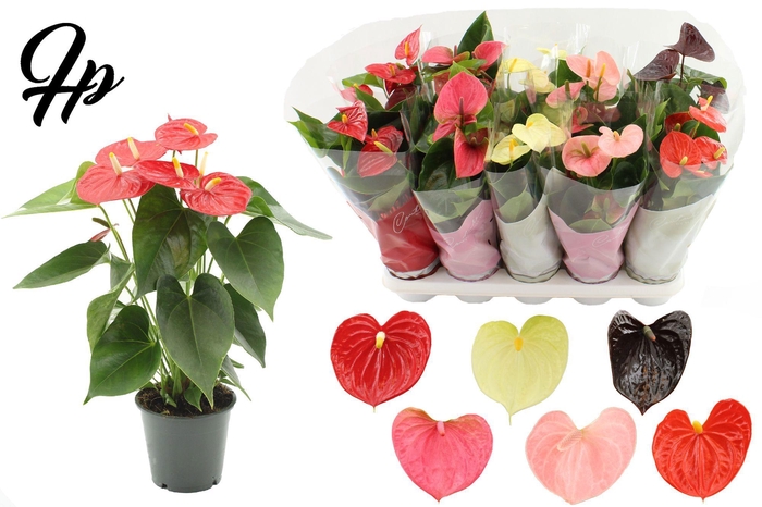 <h4>Anthurium 12 cm 6 color Specialty mix in Couture sleeve</h4>