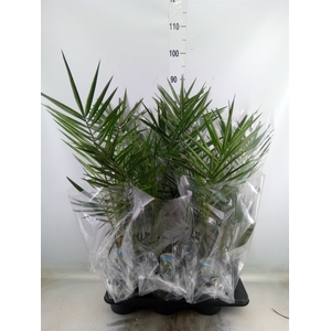 Phoenix canariensis