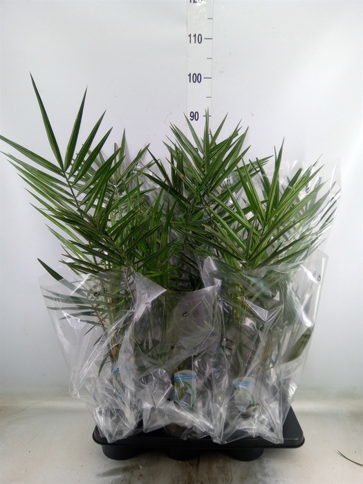 <h4>Phoenix canariensis</h4>