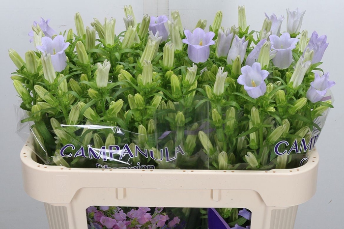 <h4>Campanula medium 'Champion Lavende'</h4>