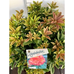 Rhodo. 'Sun Fire' orange/pink