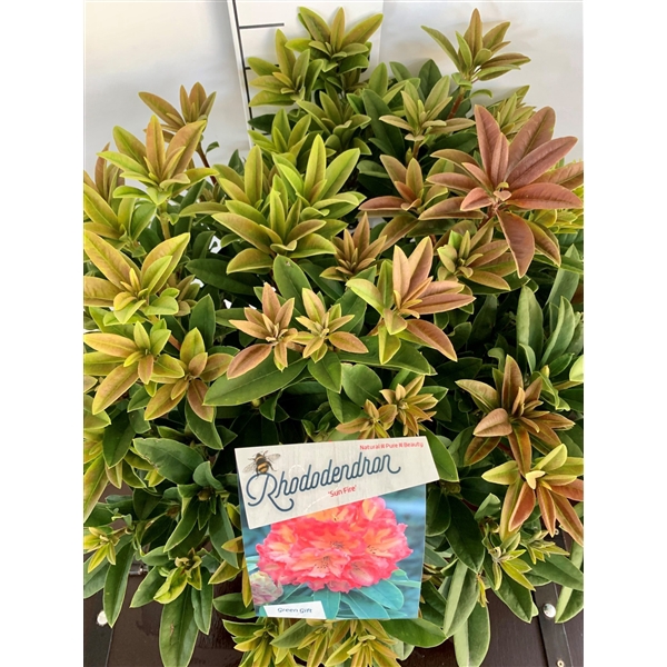 <h4>Rhodo. 'Sun Fire' orange/pink</h4>