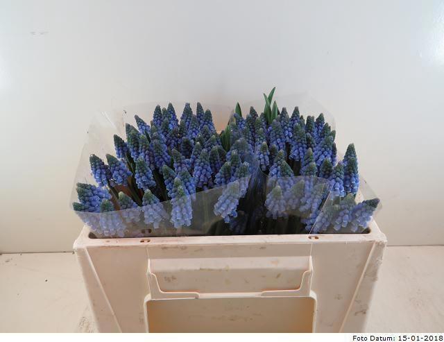 <h4>MUSCARI CAROLA</h4>