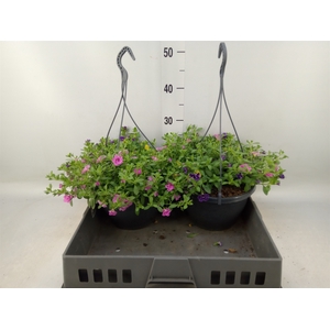 Calibrachoa  'DuobellsPast' .mix /p