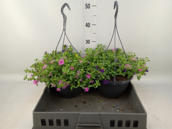<h4>Calibrachoa  'DuobellsPast' .mix /p</h4>