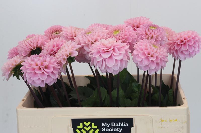 <h4>Dahlia Wizard of Oz</h4>