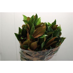 MAGNOLIA GRANDIFLORA