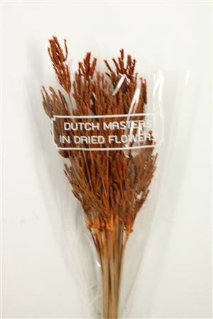 Dried Umbr. Sedge Big Leaf Orange Bunch