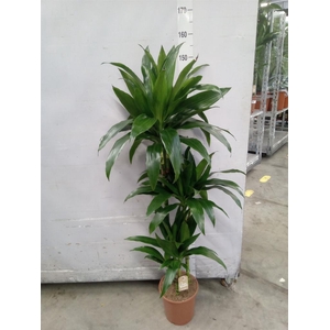 Dracaena frag. 'Janet Craig'
