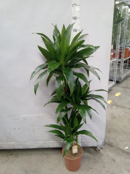 <h4>Dracaena frag. 'Janet Craig'</h4>