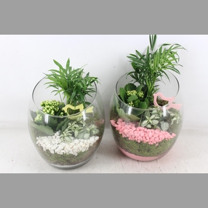 arr2 PL - Glas Samba - roze/wit