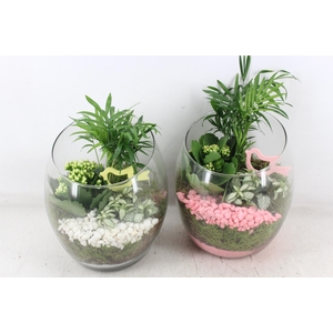 Arr2 Pl - Glas Samba - Roze/wit