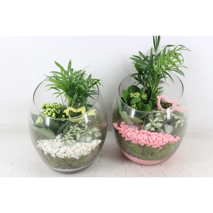 <h4>Arr2 Pl - Glas Samba - Roze/wit</h4>