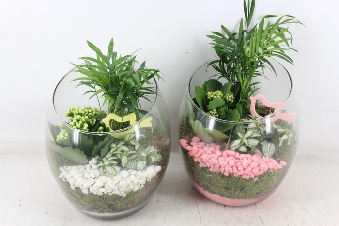 <h4>arr2 PL - Glas Samba - roze/wit</h4>