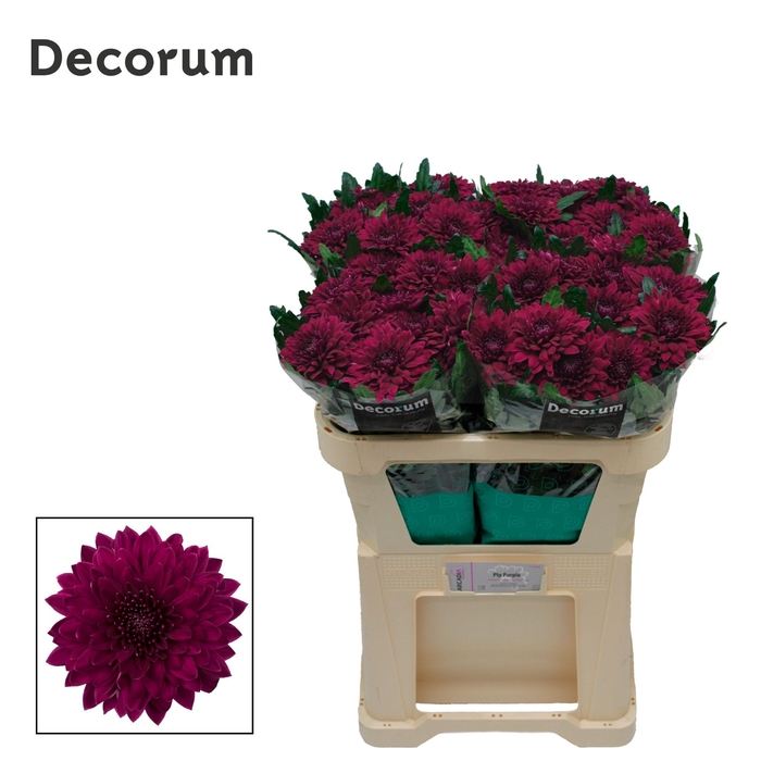 <h4>Chrysanten Chr G Pip Purple</h4>
