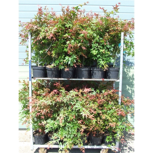 <h4>Acer palmatum 'Shin-deshojo' P23 Full CC</h4>