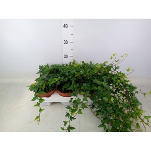 Hedera helix 'Shamrock'