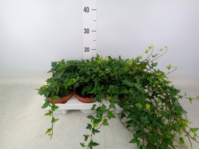 <h4>Hedera helix 'Shamrock'</h4>