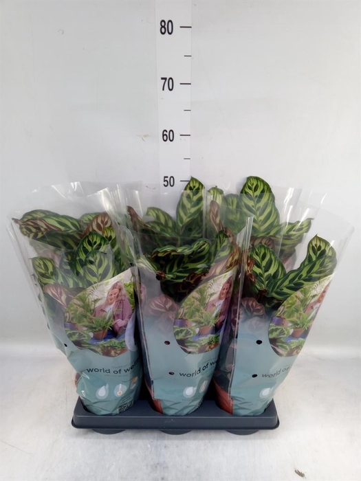 <h4>Calathea makoyana</h4>