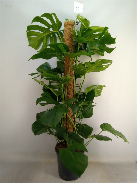 <h4>Monstera pertusum</h4>