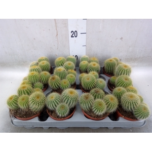 Parodia warasii