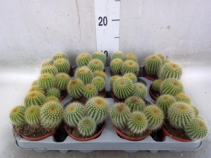 <h4>Parodia warasii</h4>