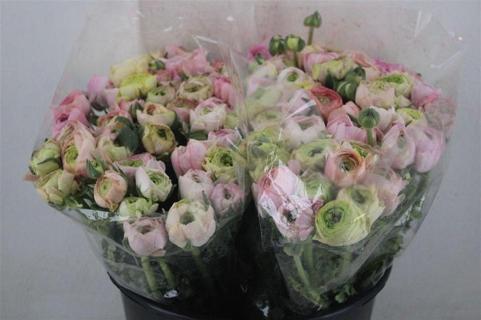 <h4>Ran Elegance Pastel</h4>