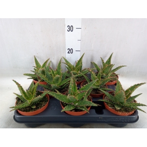 Aloe  'Safari Thiba'