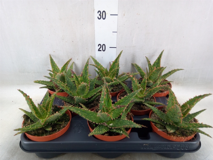 <h4>Aloe  'Safari Thiba'</h4>
